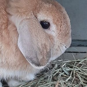 Meet your Posher, Abby